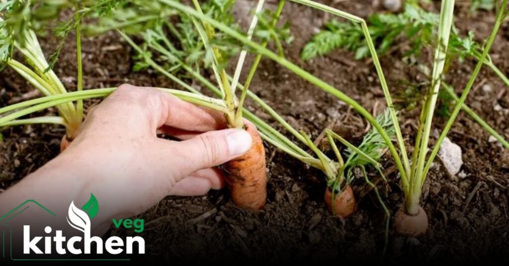 Carrot seeds