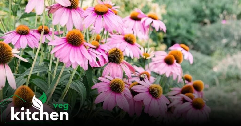 coneflower seeds