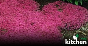 red creeping thyme