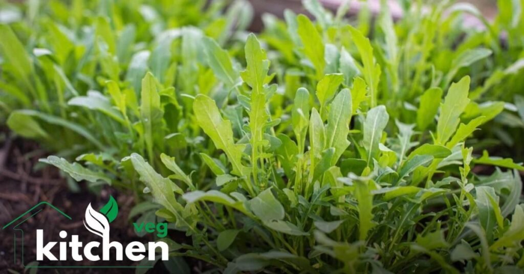 arugula seeds