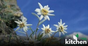 edelweiss flower