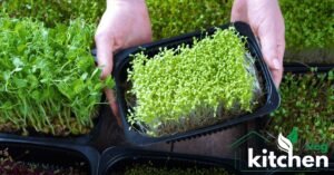 microgreens seeds