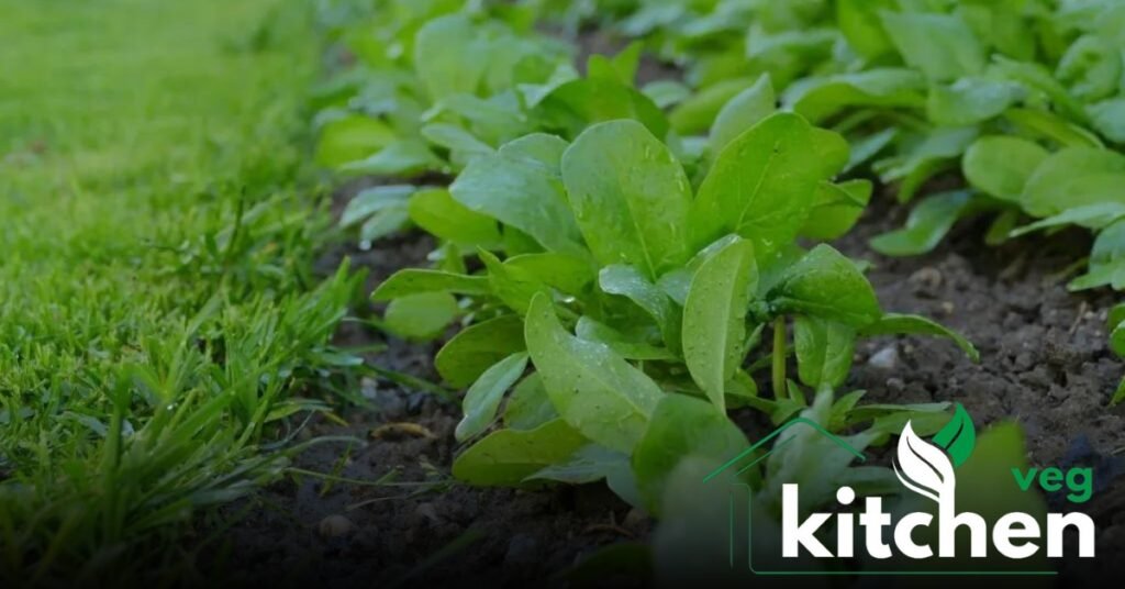 spinach seeds