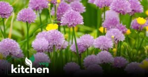 chive flowers