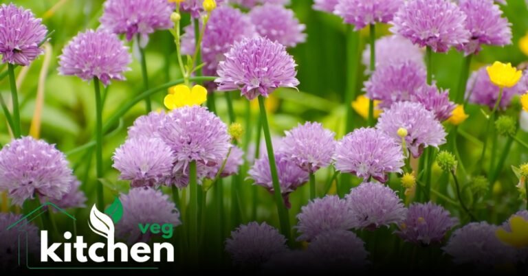 Chive Flowers: Cultivating Beauty and Flavor in Your Garden chive flowers