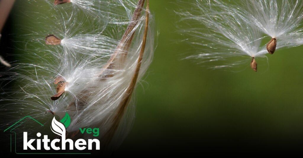 milkweed seeds