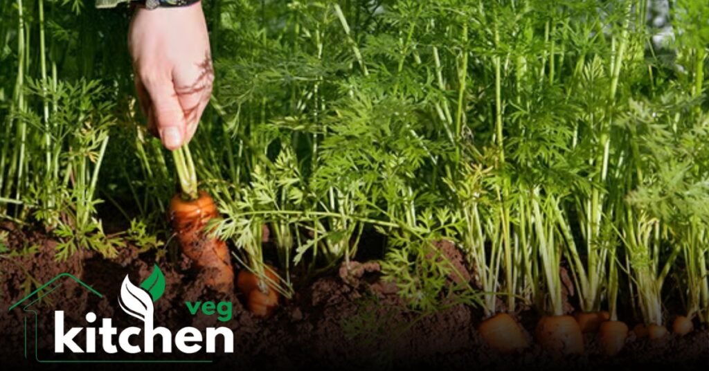 Carrot Sprouts