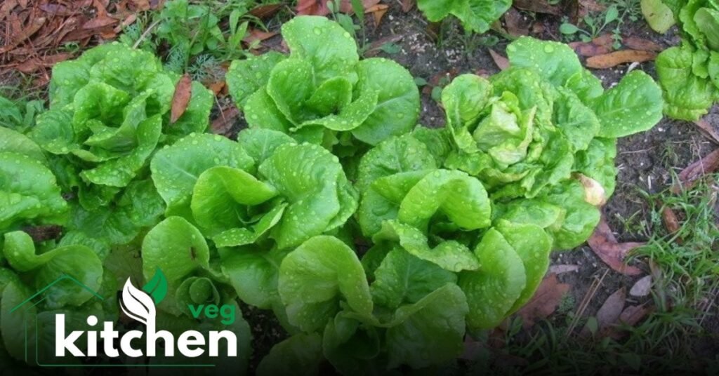 bibb lettuce