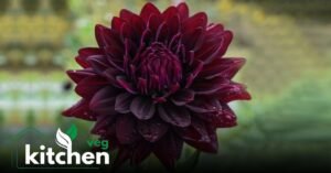 black dahlia flower