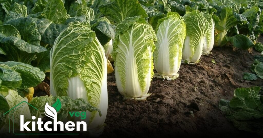 napa cabbage