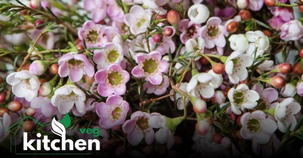 waxflower