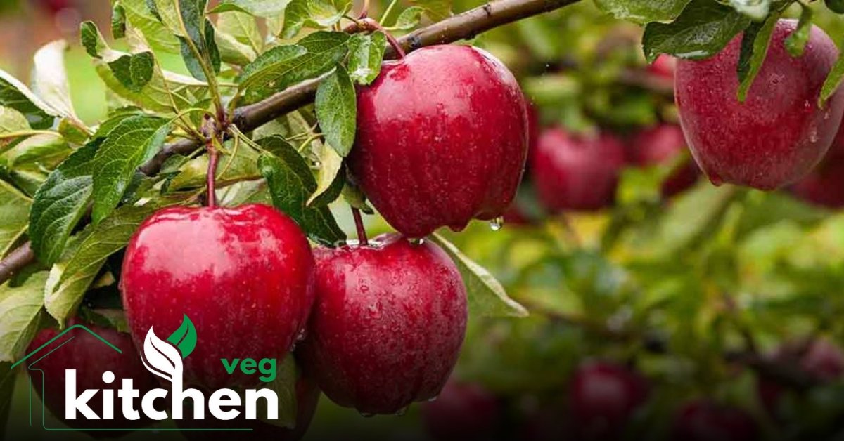 Apple Red Raps The Comprehensive Guide to Red Apples: Cultivation,Benefits